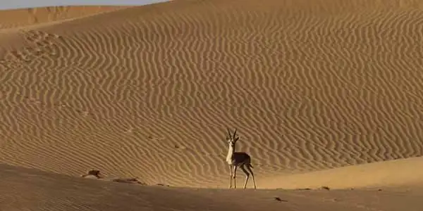 Desert National Park Jaisalmer